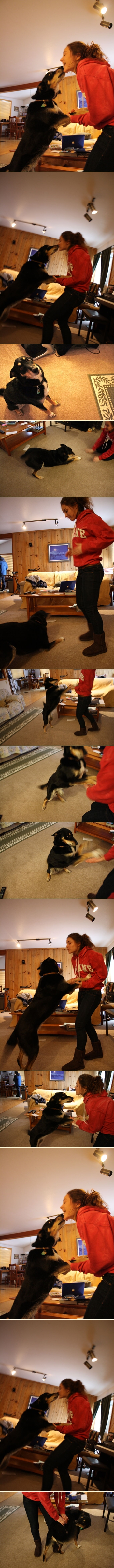 How to trian your dog to jump up and kiss your face step by step DIY instructions