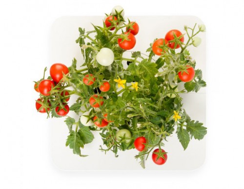 ClickandGrow-Tomato