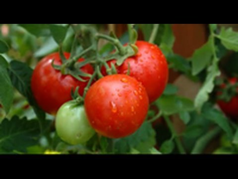 How to grow an organic vegetable garden  step by step DIY tutorial instructions