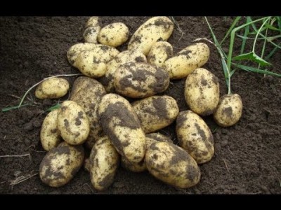 How to grow potatoes in containers for an early crop step by step DIY tutorial instructions