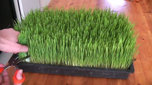 How to grow your own wheatgrass at home step by step DIY tutorial instructions