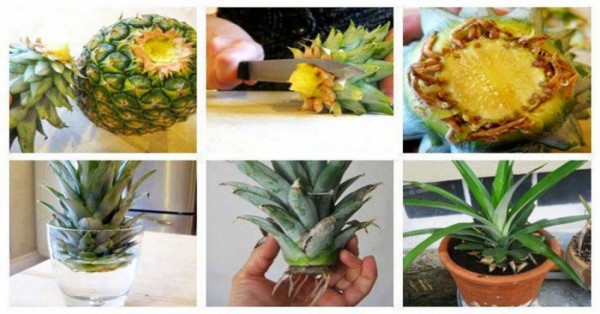 How To Grow A Pineapple