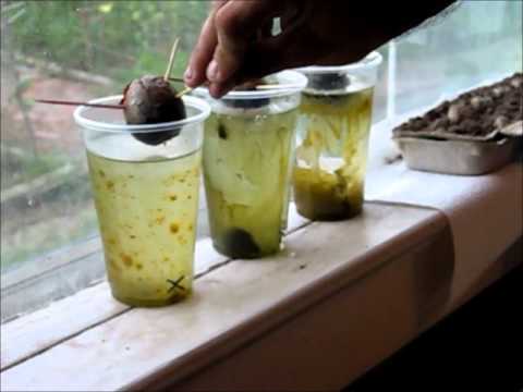 How to Grow an Avocado Tree step by step DIY tutorial instructions
