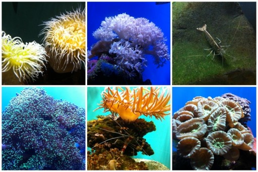 Beautiful coral reef and underwater world