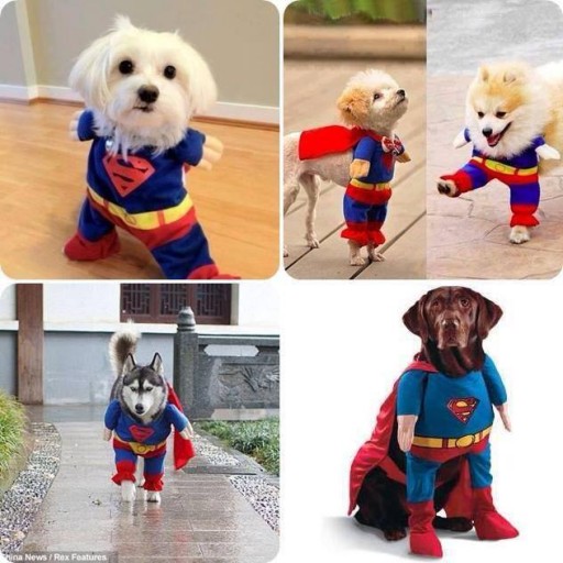 Cute super man dog dress idea