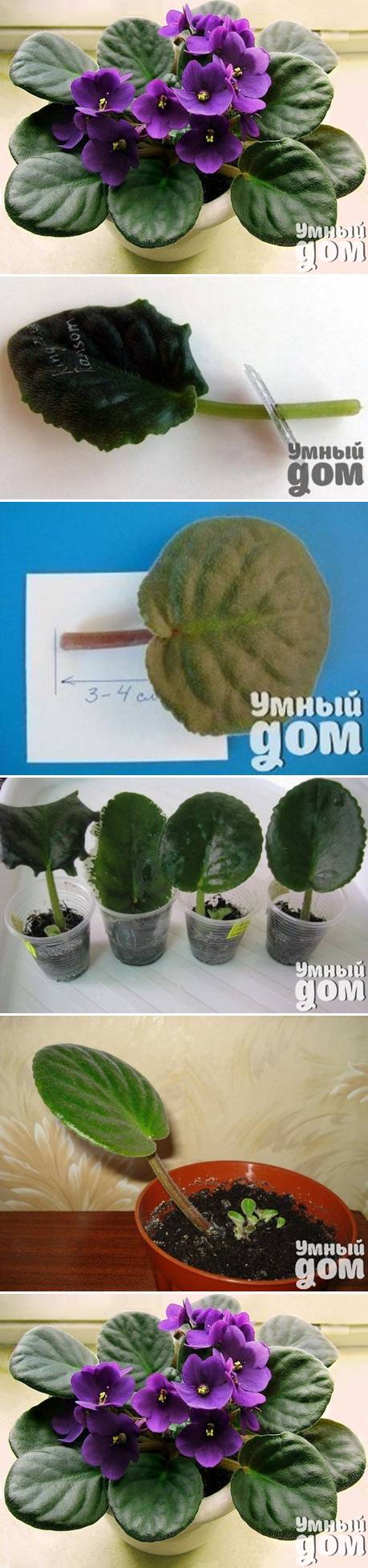 How to grow Violet Flowers step by step DIY tutorial instructions