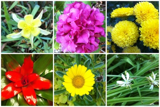 Just realize flowers in my yard are so beautiful