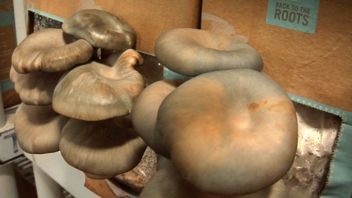 how to grow your own mushrooms in used coffee grounds at home