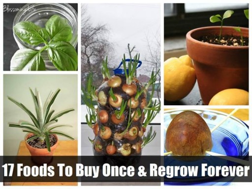 How to slash your grocery bill and grow your own foods step by step DIY tutorial instructions