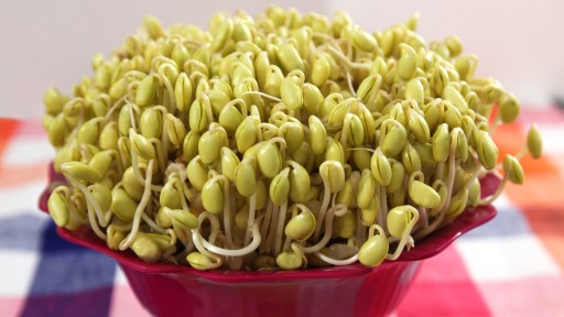 How to grow Soybean Sprouts step by step DIY tutorial instructions
