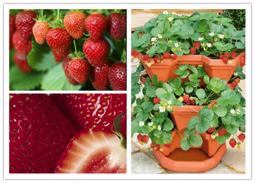 How to grow strawberries in pots step by step DIY tutorial instructions