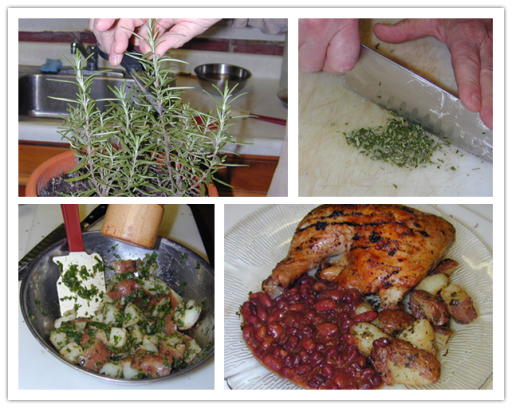 How to grow rosemary and cook rosemary dishes step by step DIY tutorial instructions 2]