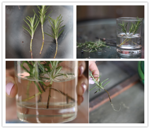 How to grow rosemary and cook rosemary dishes step by step DIY tutorial instructions 3