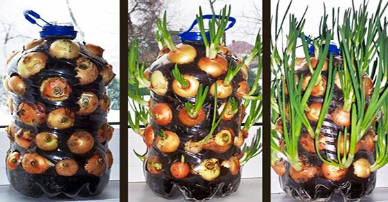 How To Grow Onions Indoors