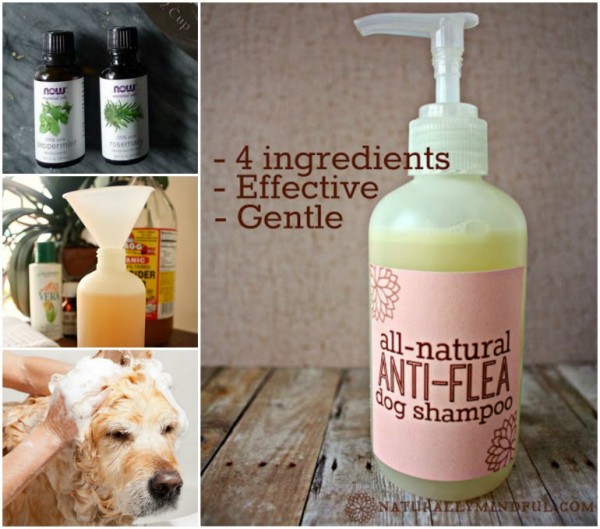 How To Make Natural Anti-flea Dog Shampoo