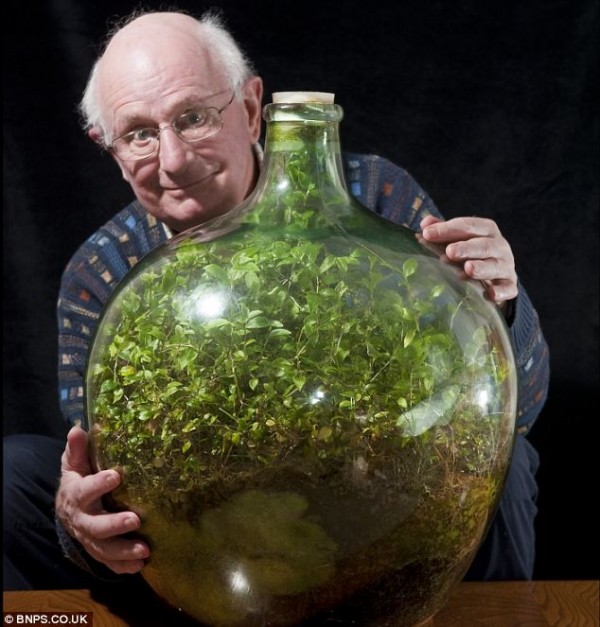This Sealed Bottle Garden Has Been Thriving Since 1972 Without Being Watered 1