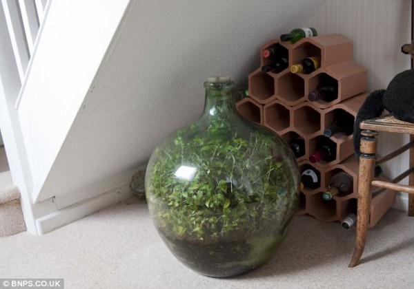 This Sealed Bottle Garden Has Been Thriving Since 1972 Without Being Watered 3