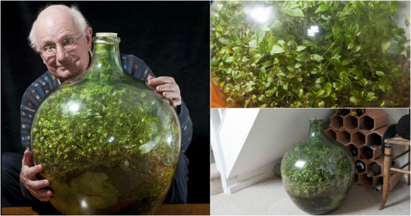 This Sealed Bottle Garden Has Been Thriving Since 1972 Without Being Watered