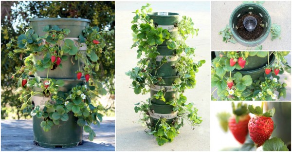 How To Grow Strawberries