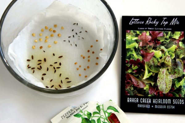 How To Start A Vegetable Garden Fast 2