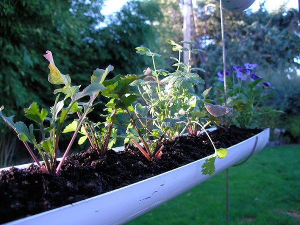 How To Make Hanging Gutter Vertical Garden 8