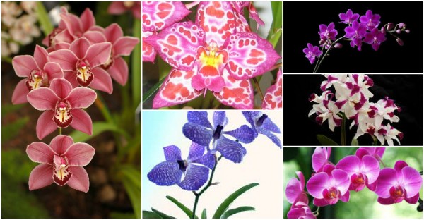 How To Repot An Orchid 2