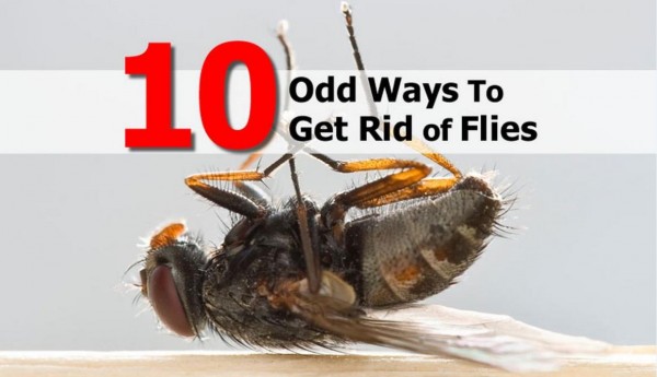 10 Odd Ways To Get Rid of Flies