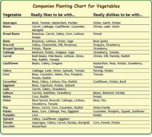 Companion Planting Chart 1