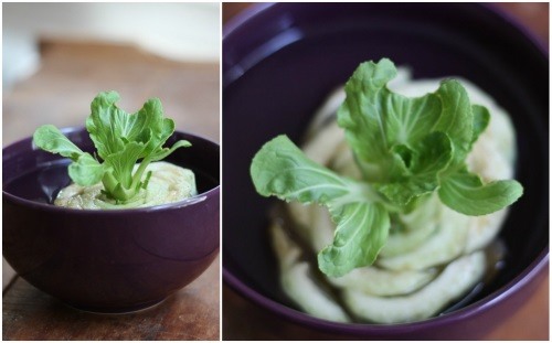 fruits-vegetables-you-can-plant-once-3