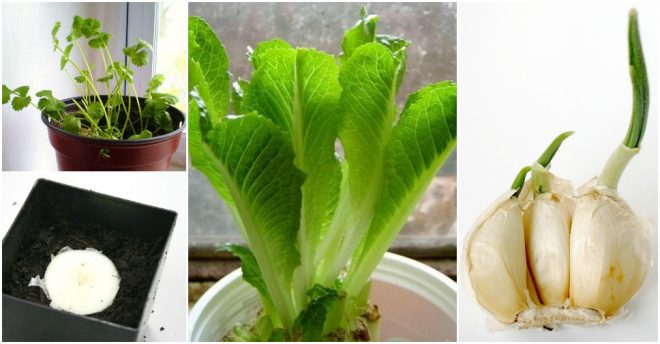 fruits-vegetables-you-can-plant-once-4