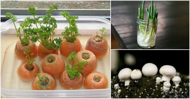 fruits-vegetables-you-can-plant-once