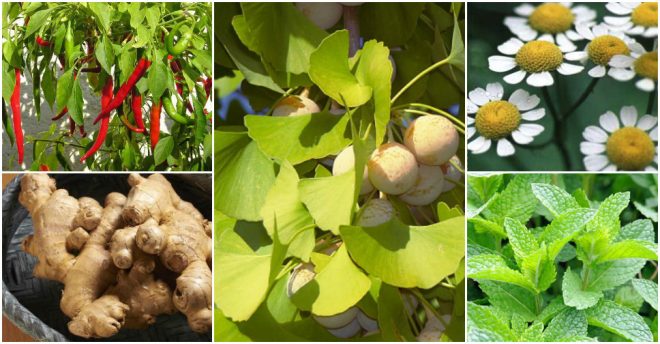 herbs-for-migraine-relief