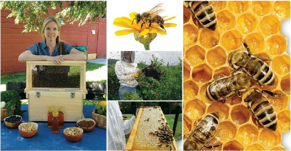 How To Raise Honey Bees