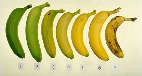 Fresh or Ripe Best Time To Eat A Banana