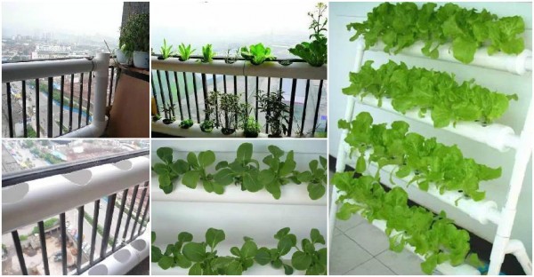 Gardening With PVC Tubes 1