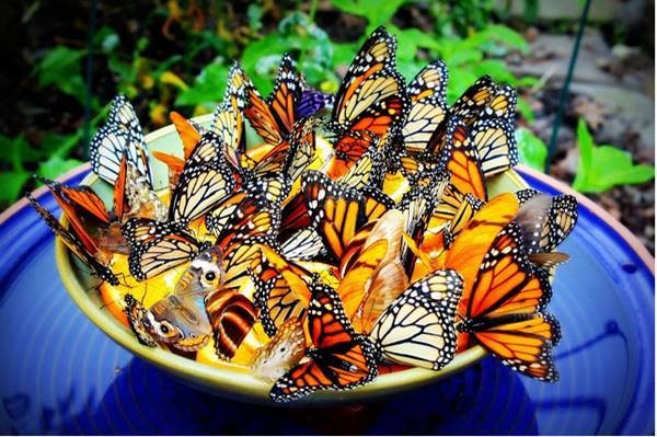 How To Attract Butterflies