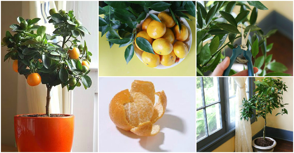 How To Grow Clementine Indoor How To Instructions