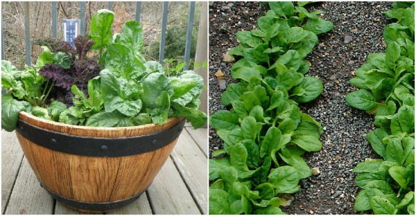 How To Grow Spinach