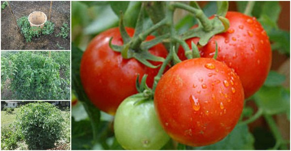 How To Grow Tomatoes Successfully