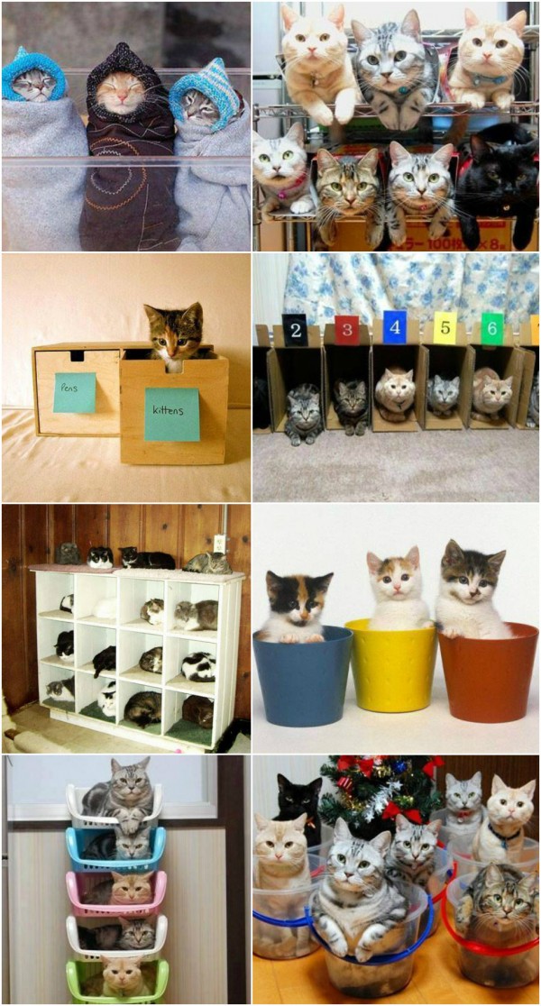 How To Organize Your Cats 1