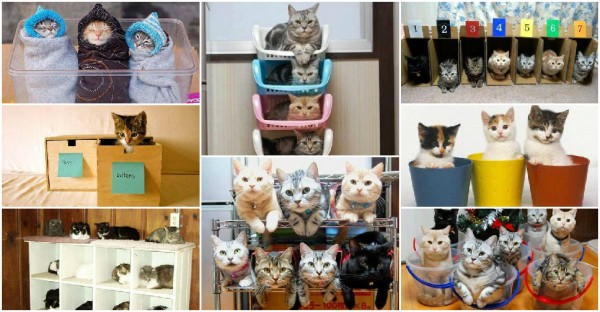 How To Organize Your Cats