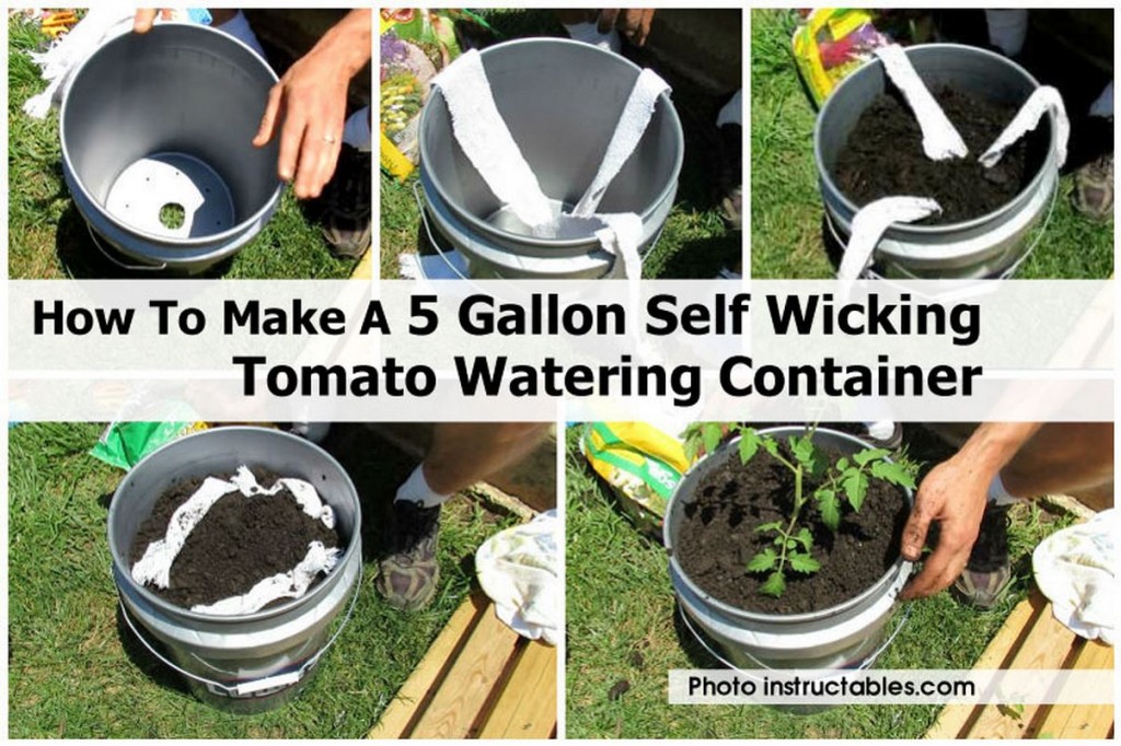 How to Build a Self Wicking Tomato Watering Container