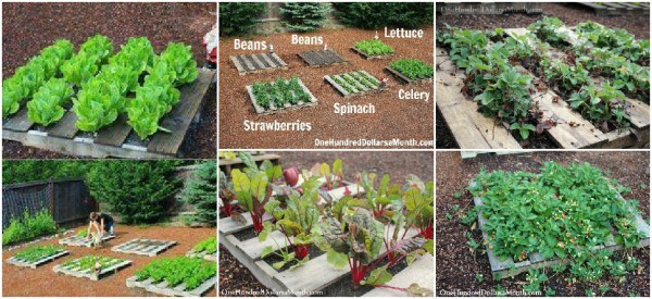 Pallet Garden