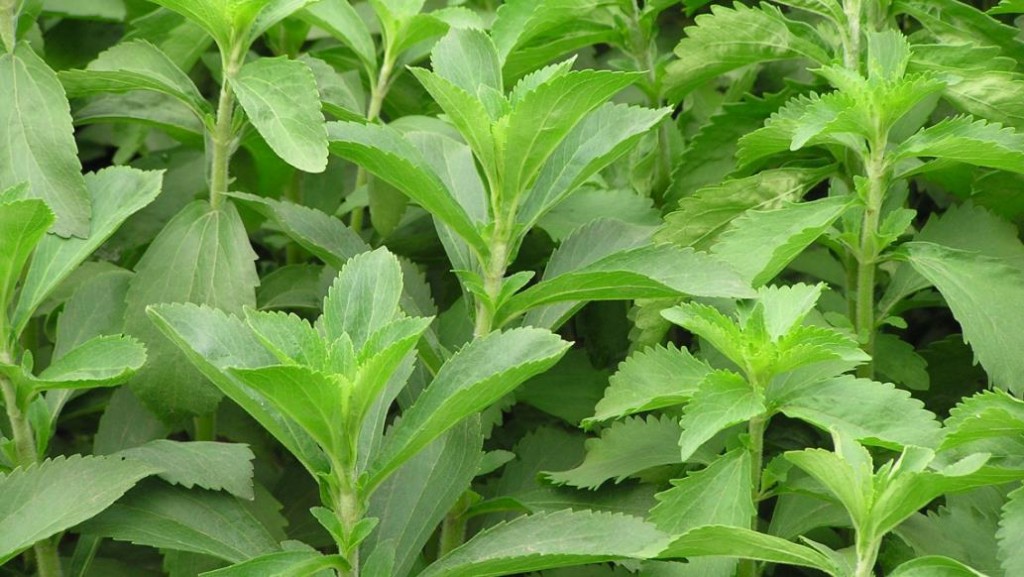 Stevia Helps Quit Smoking And Lose Weight
