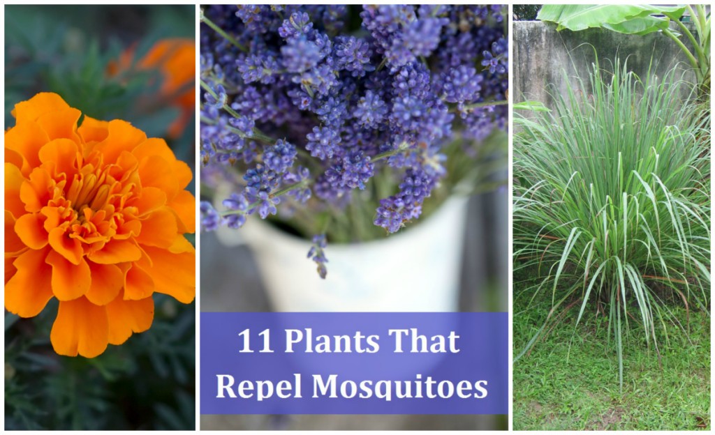 11 Plants That Repel Mosquitoes