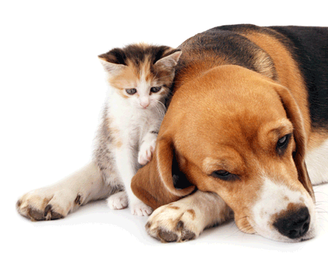 Congress doesn't want you to eat your dog or cat