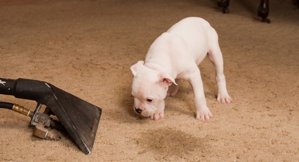 How to Remove Pet Stains From Carpet 3