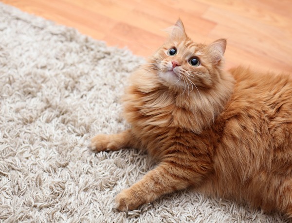 How to Remove Pet Stains From Carpet 4