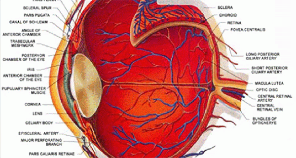 How to See Without Glasses