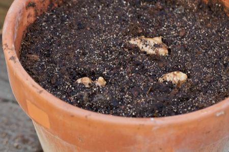 Vegetables That Can Regrow Magically 10